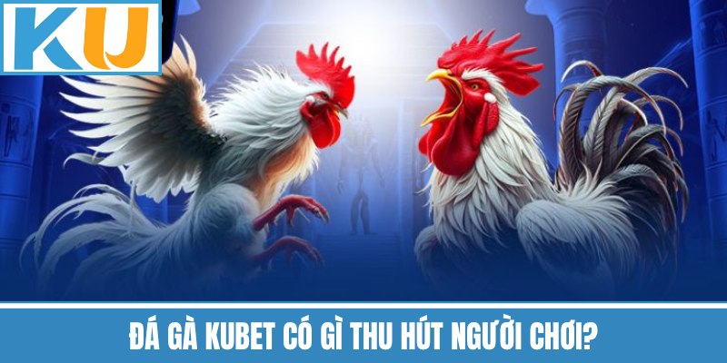 Đá Gà Kubet Có Gì Thu Hút Người Chơi?
