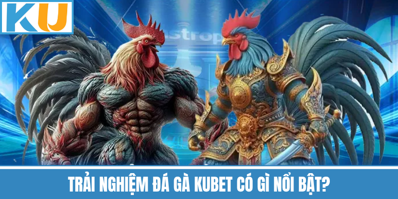 Trải Nghiệm Đá Gà Kubet Có Gì Nổi Bật?